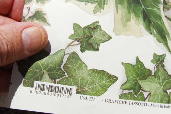 Picture of 'Ivy' paper by Tassotti