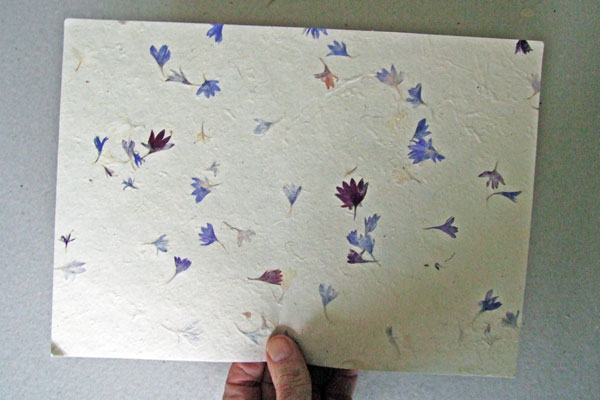 Cornflower petals in lokta paper