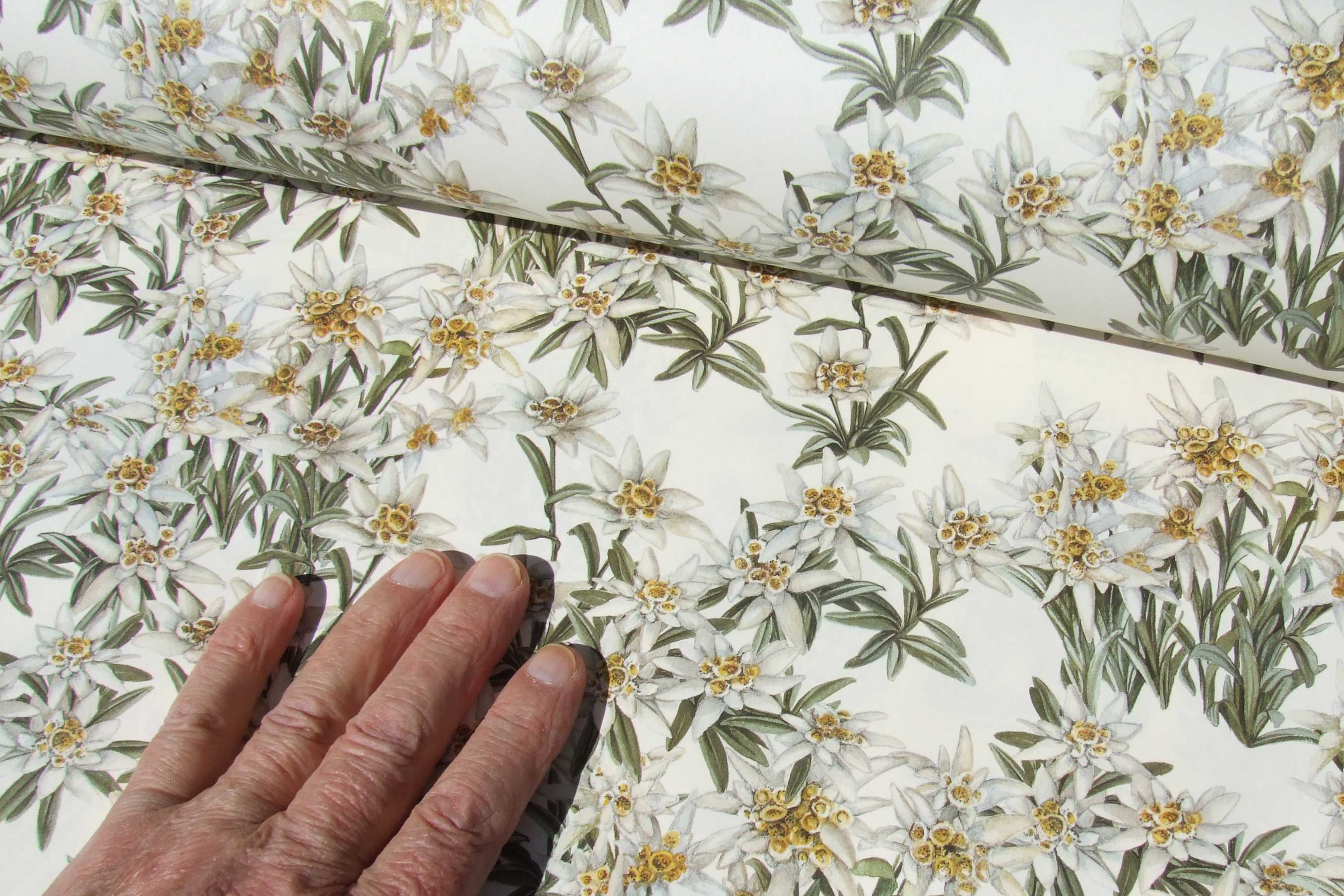 Picture of Edelweiss paper by Tassotti