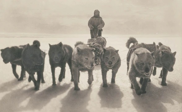 Ninnis and dog-pulled sledge in athe Antarctic