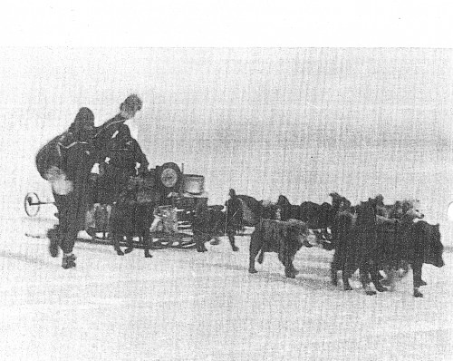 Ninnis and dog-pulled sledge in athe Antarctic