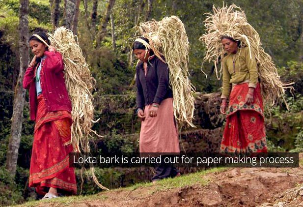 carrying lokta bark