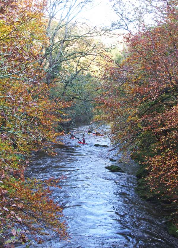 The river Dart ~ looking downstream from Newbridge